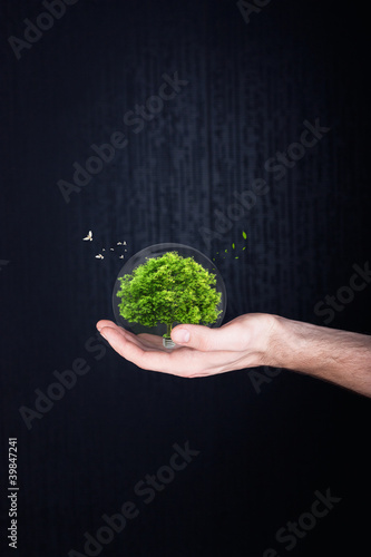 tree in hands. ecology concept