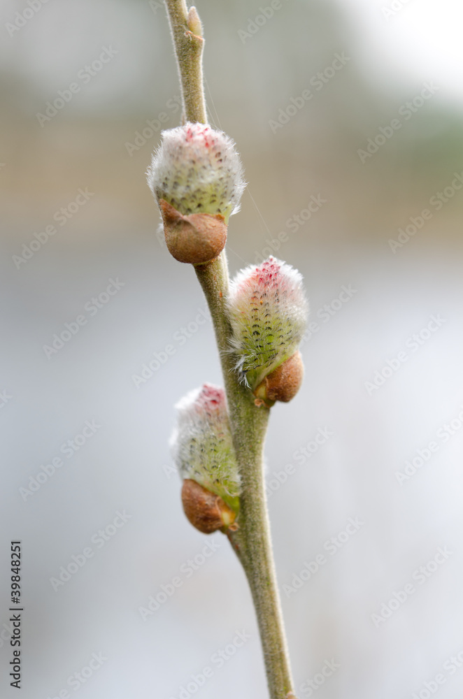 erste Weidenkätzchen im Frühling, hell erste Weidenkätzchen im Frühling, hell