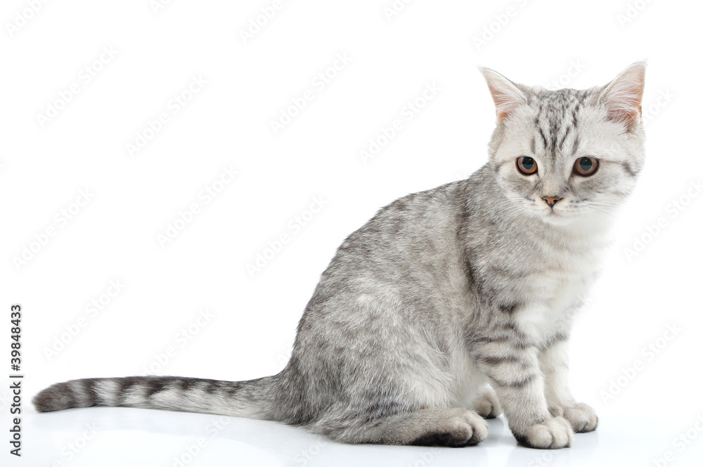 grey white Scottish kitten posing