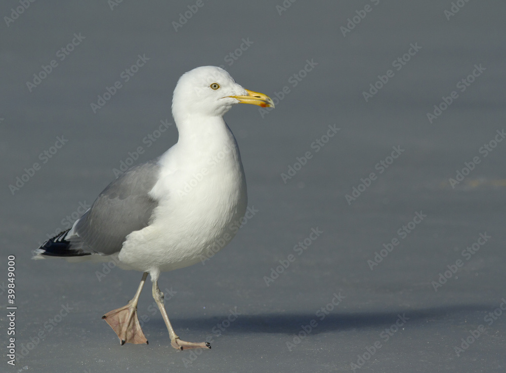 Herring gull walking on the ice Herring gull walking on the ice