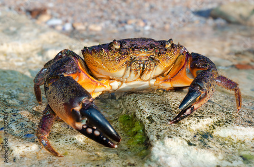 Large Stone crab