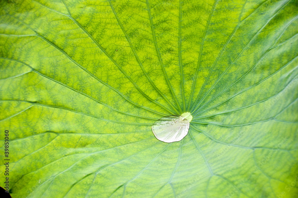 Droplet in lotus flower leaf Droplet in lotus flower leaf