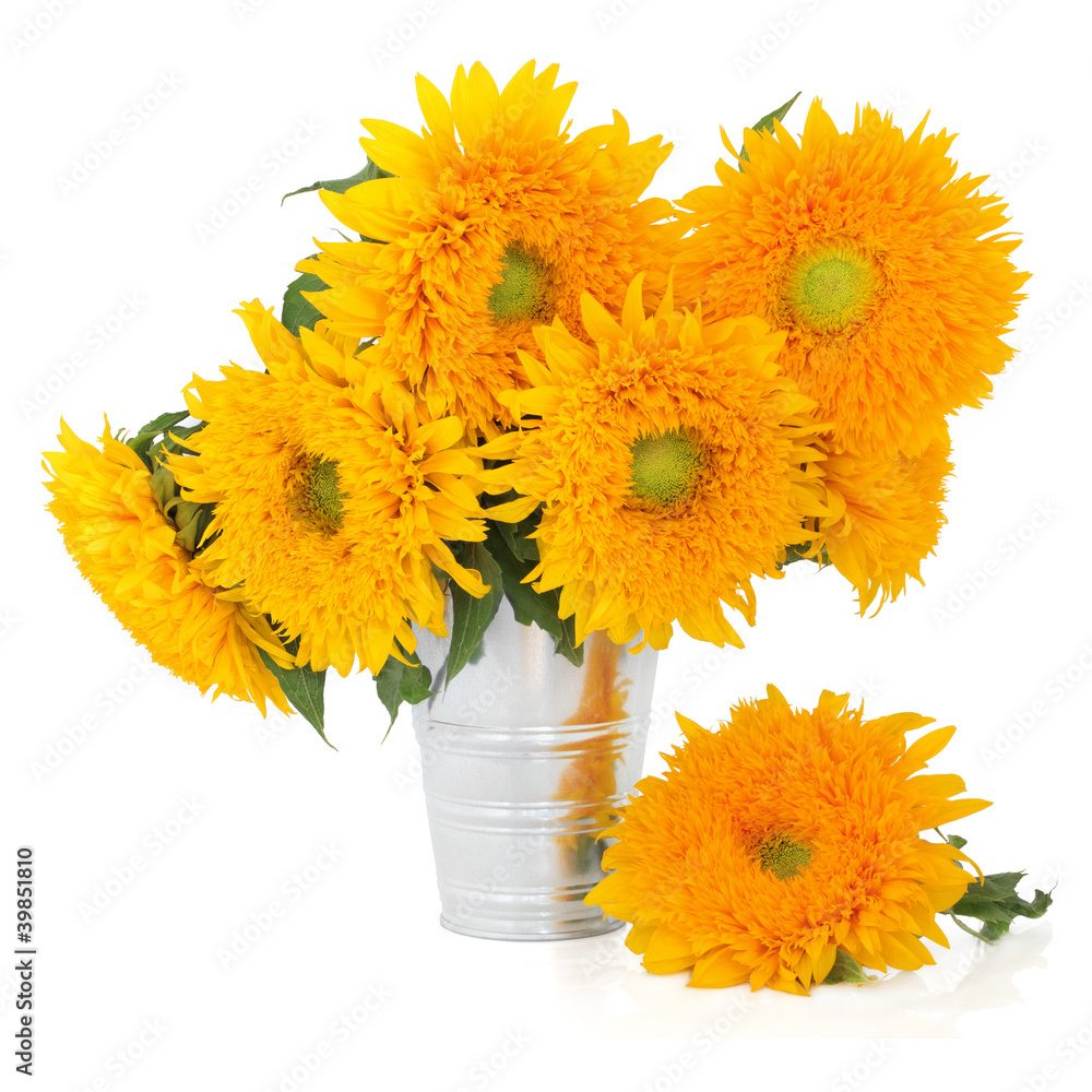 Obraz premium Sunflowers