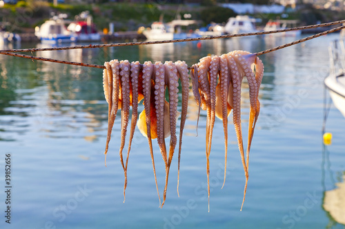 Octopus drying in the sun