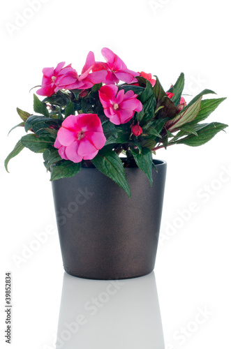 Fototapeta Naklejka Na Ścianę i Meble -  Beautiful pink impatiens flowers