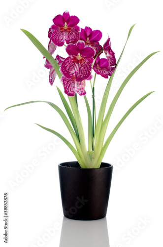 Fototapeta Naklejka Na Ścianę i Meble -  Pansy Orchid - Miltonia Lawless Falls