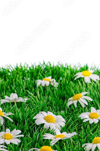 Daisies on grass
