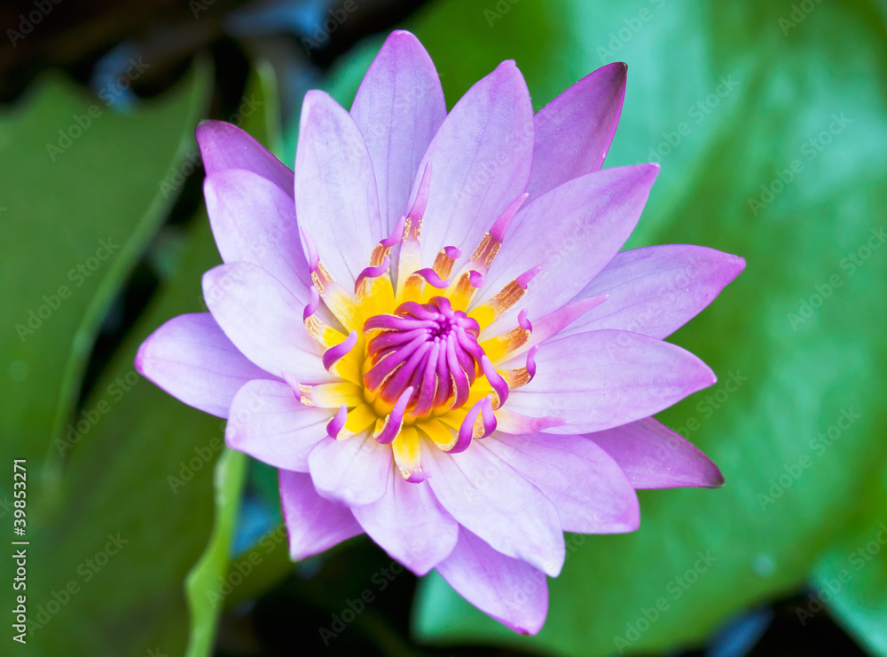 beautiful blossom purple lotus with yellow pollen beautiful blossom purple lotus with yellow pollen