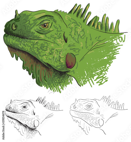 Vector green iguana is isolated on a white background