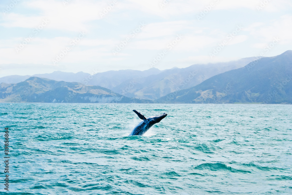 Naklejka premium Massive Humpback whale jumping out of water