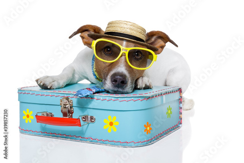 dog as a tourist