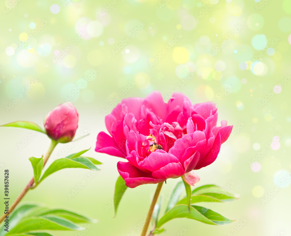 Obraz premium Spring Blooming in the Garden