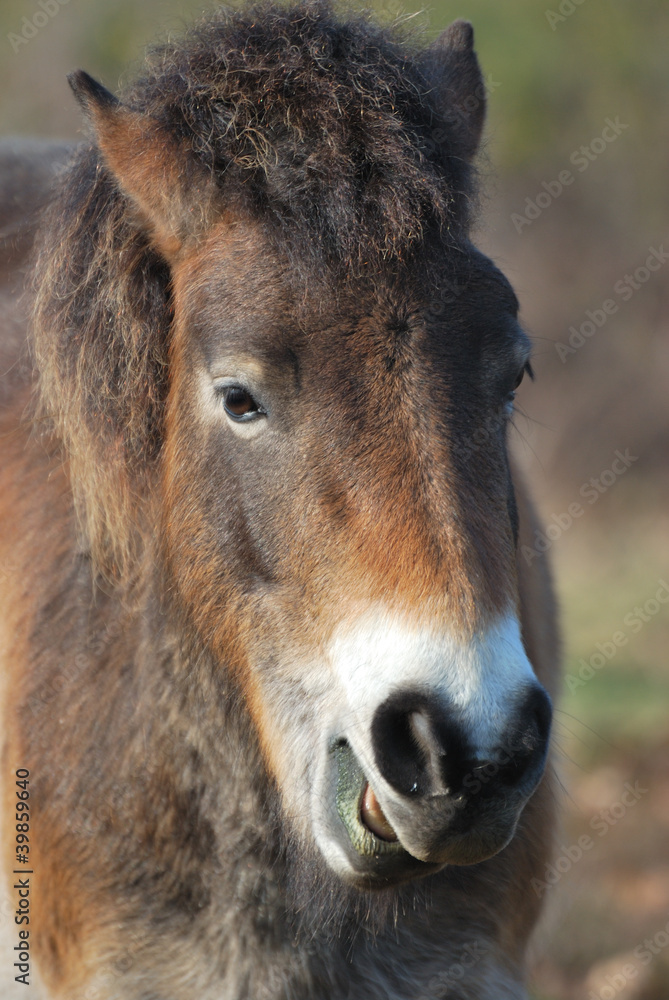 Portrait of Exmoor Pony