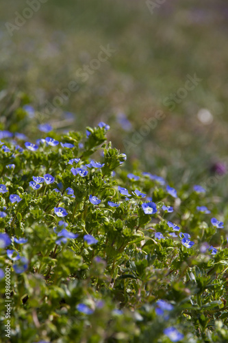 many little blue flowers
