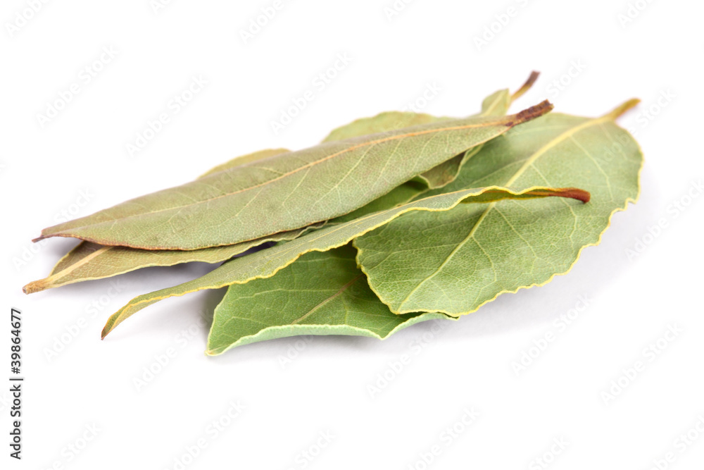 Bay Leaves isolated on white background. Bay Leaves isolated on white background.
