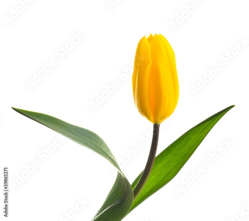 Beautiful single yellow tulip