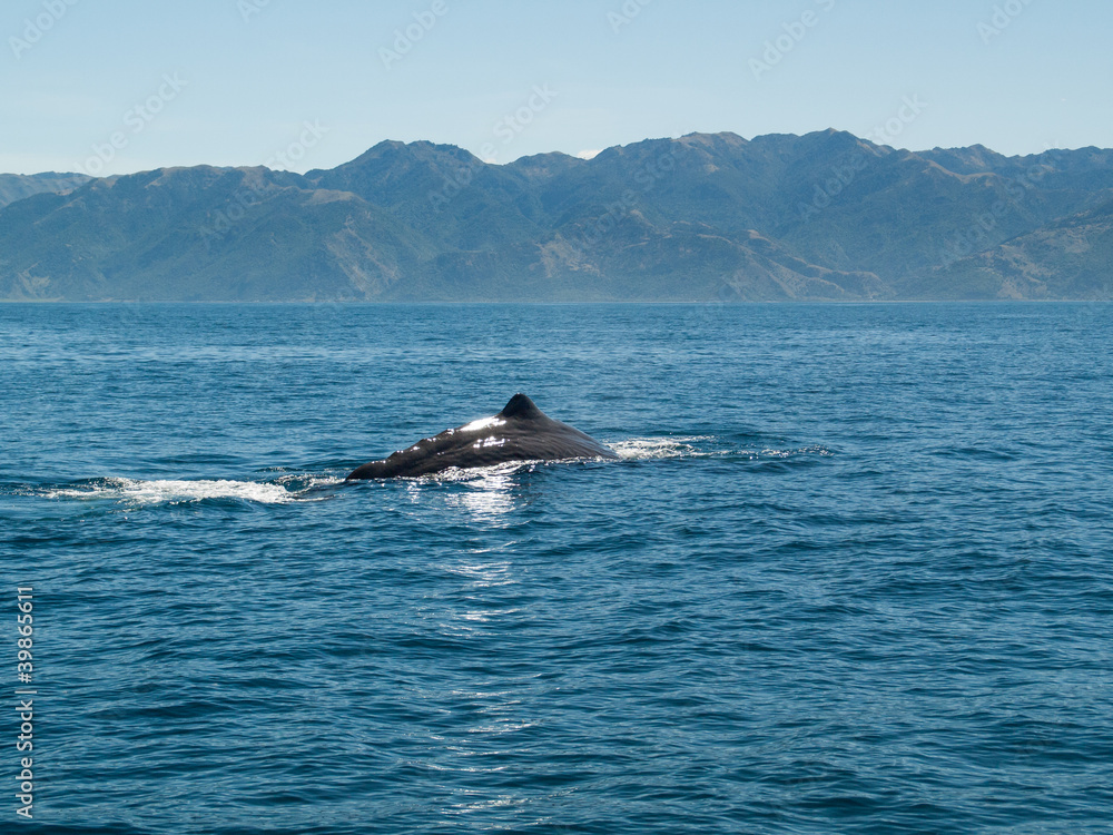 Fototapeta premium Grand cachalot qui plonge