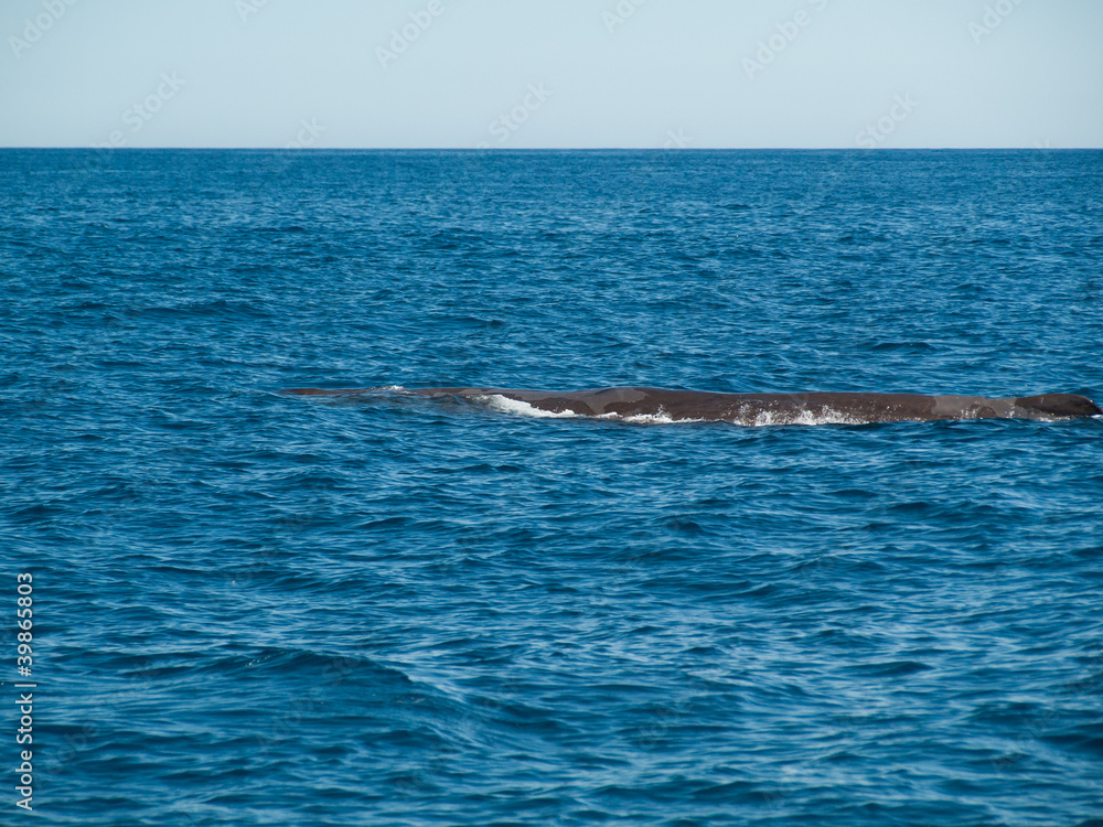 Fototapeta premium Grand cachalot à la surface