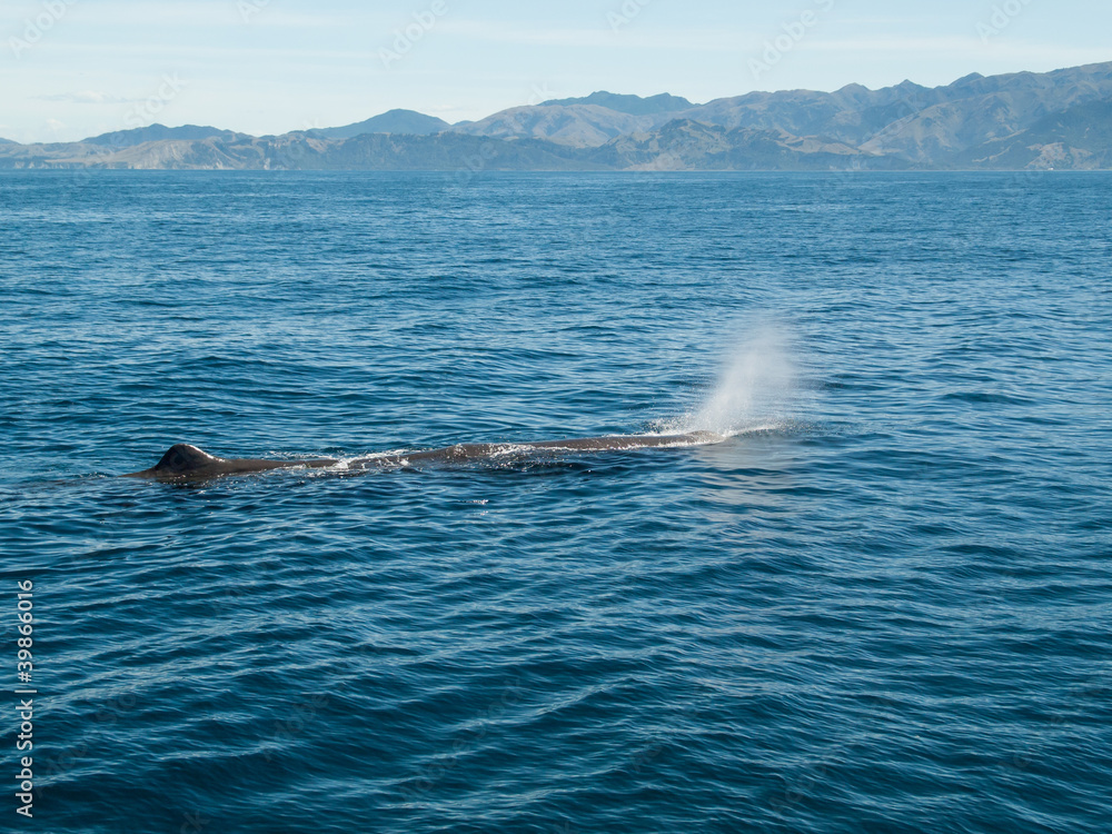 Fototapeta premium Grand cachalot qui respire à la surface