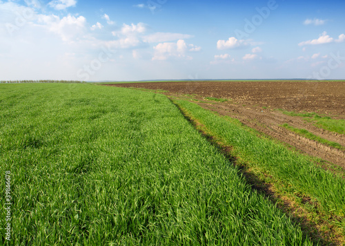 wheat field and dirt road