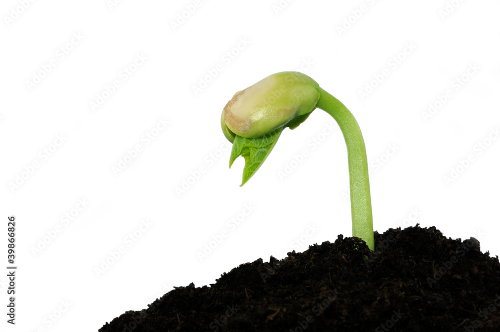 Pflanzentrieb Stock-Foto | Adobe Stock