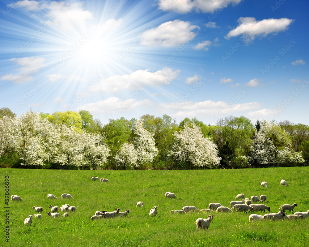 Spring landscape with the herd of sheeps