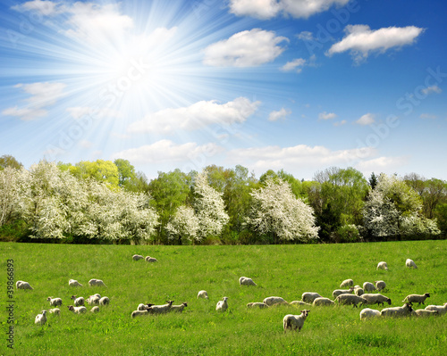 Fotografie, Obraz Spring landscape with the herd of sheeps