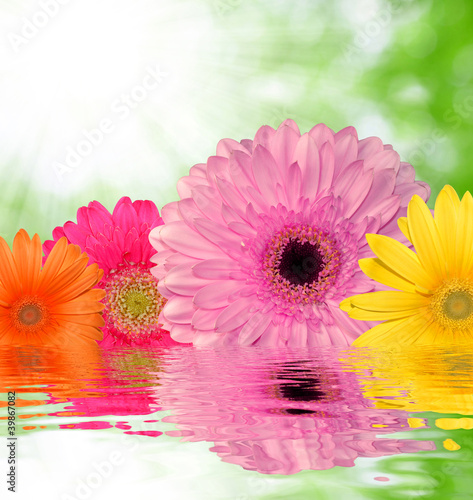 colorful gerberas on green natural background