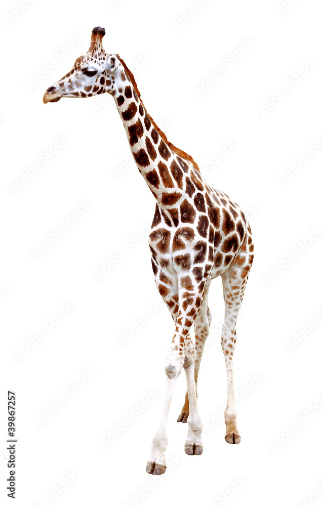 Naklejka premium giraffe isolated