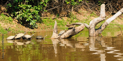 Wild turtles in the Amazon area in Bolivia