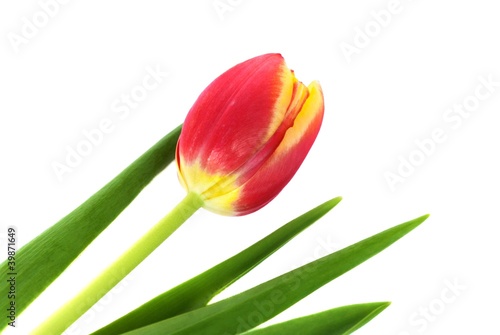 Zauberhafte Tulpe