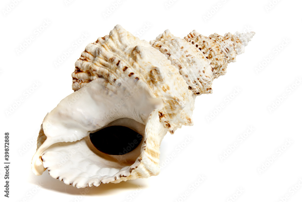 Naklejka premium tutufa bubo