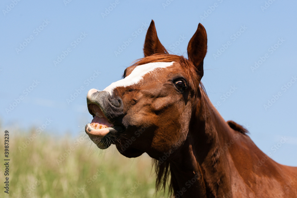 Naklejka premium Whinnying brown horse on sky background, laughing