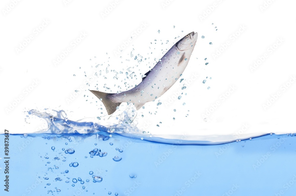Fototapeta premium jumping out from water salmon