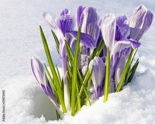 Crocus vernus Pickwick photo