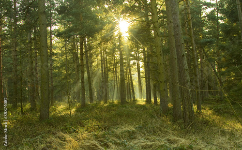Shaded trees with the sun shining through
