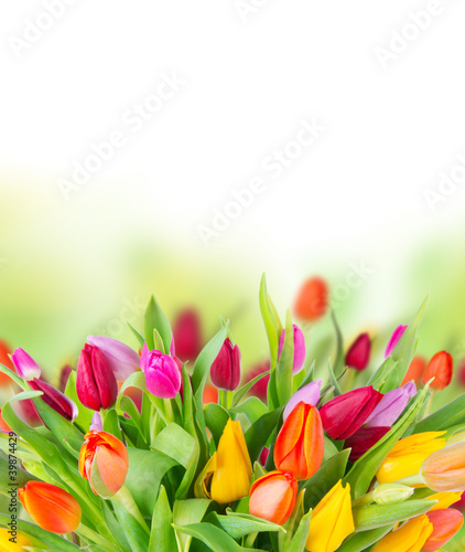 Fototapeta Naklejka Na Ścianę i Meble -  Tulips bouquet