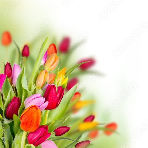 Fototapeta Naklejka Na Ścianę i Meble -  Bouquet of tulips