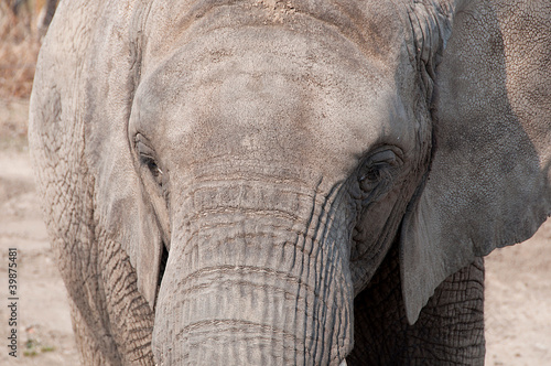 portret słonia