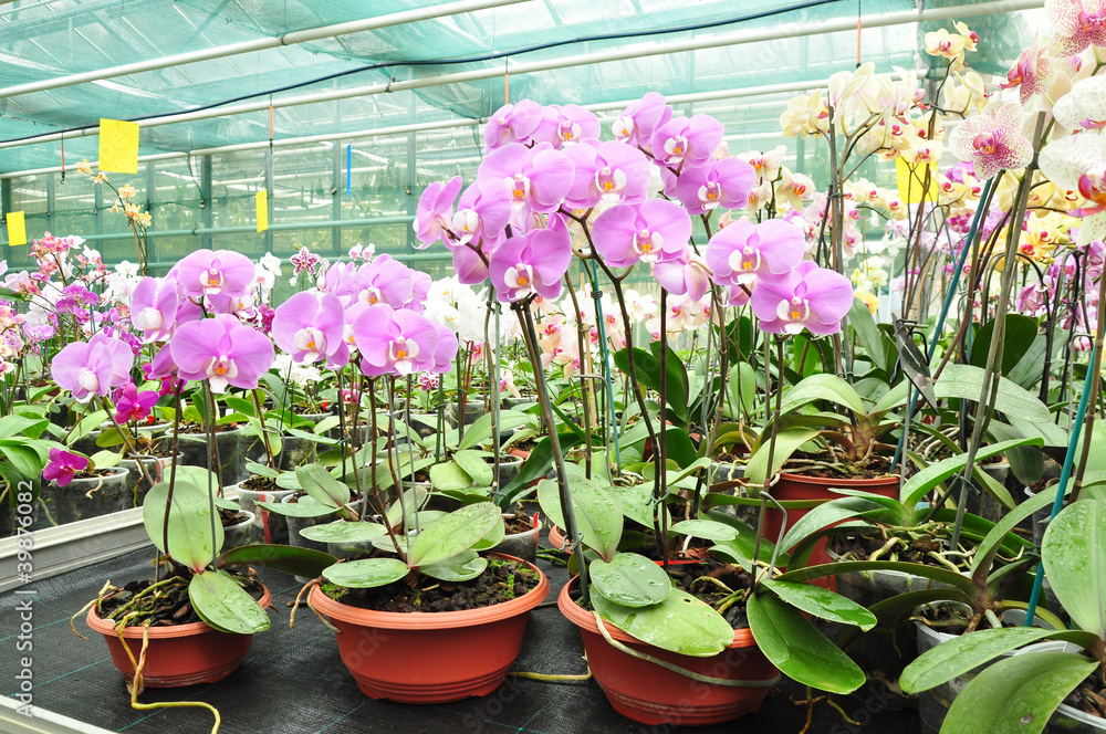 Growing orchids in greenhause