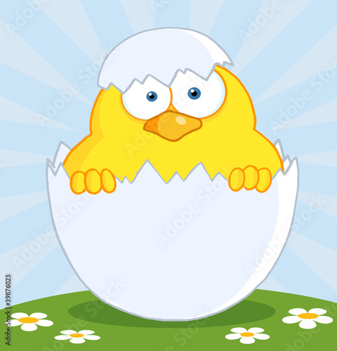 Fotografie Surprise Yellow Chick Peeking Out Of An Egg Shell