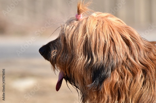 Briard photo