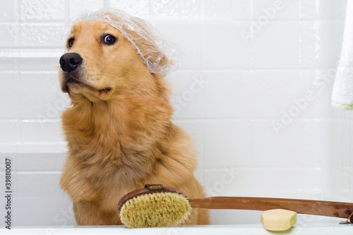 Dog reluctant to take a bath
