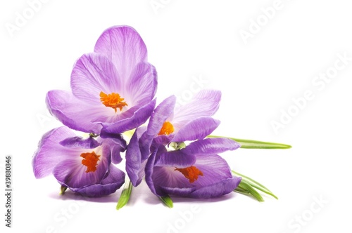 Spring Crocus flowers