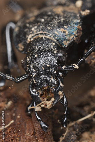 Violet ground beetle, carabus violaceus, macro photo © Henrik Larsson