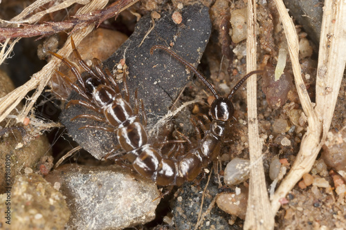 Centipede on ground  extreme close-up