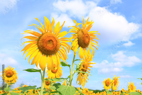 sunflowers Field