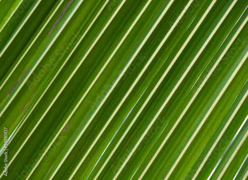 coconut leaf for background