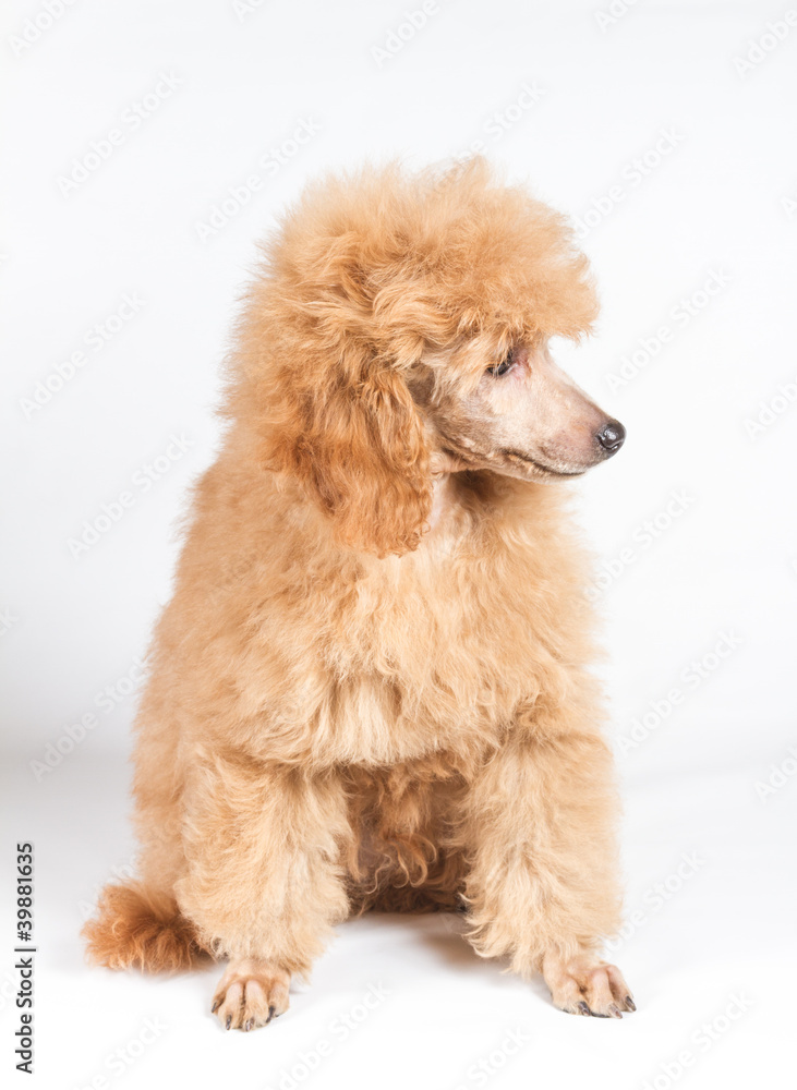 Apricot poodle puppy portrait on a white background