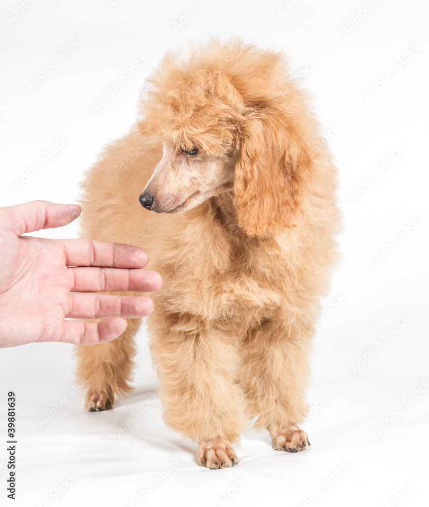 Apricot poodle puppy portrait on a white background Apricot poodle puppy portrait on a white background